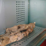 museo arqueologico en Santa Cruz de Tenerife