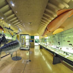 museo de la naturaleza y el hombre en santa cruz de tenerife