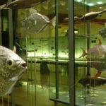 museo de la naturaleza y el hombre en santa cruz de tenerife