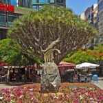 Plaza del Chicharro en Santa Cruz de Tenerife